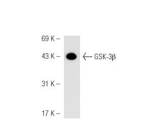 GSK3 beta Antibody (11B9) - Western Blotting - Image 54858 