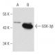 GSK3 beta Antibody (1F7) - Western Blotting - Image 42979 