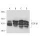 GSK3 beta Antibody (1V001) - Western Blotting - Image 17444