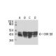 GSK3 beta Antibody (2Q274) - Western Blotting - Image 17446
