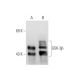 GSK3 beta Antibody (2Q274) - Western Blotting - Image 80901 