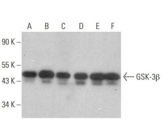 GSK3 beta Antibody (E-11) - Western Blotting - Image 350701 