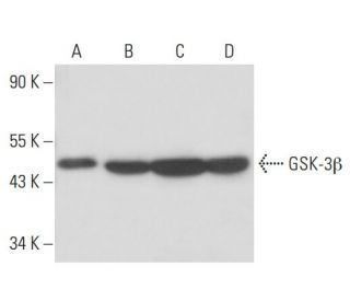 GSK3 beta Antibody (1F7) - Western Blotting - Image 17442
