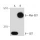 GST Antibody (S-tag-05) - Western Blotting - Image 15628