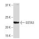 GSTA3 Antibody (L89) - Western Blotting - Image 33921 