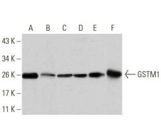 GSTM1 Antibody (1H4F2) - Western Blotting - Image 358274
