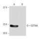 GSTM4 Antibody (PL-B12) - Western Blotting - Image 64954