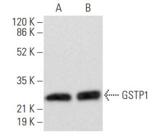 GSTP1 Antibody (H-11) - Western Blotting - Image 354956 
