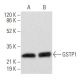 GSTP1 Antibody (H-11) - Western Blotting - Image 354956 