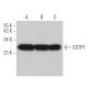 GSTP1 Antibody (H-11) - Western Blotting - Image 361760