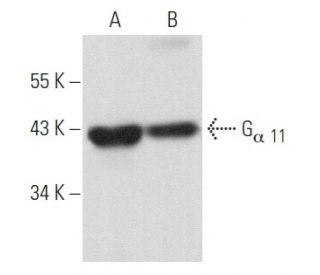 G<sub>α 11</sub> Antibody (D-6) - Western Blotting - Image 357475