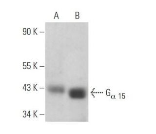 G<sub>α 15</sub> Antibody (F-3) - Western Blotting - Image 374496