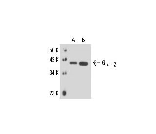 G<sub>&alpha; i-2</sub> Antibody (5C11) - Western Blotting - Image 17048 