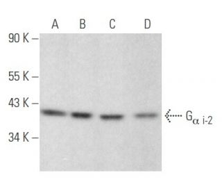 G<sub>α i-2</sub> Antibody (5C11) - Western Blotting - Image 354600