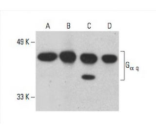 G<sub>α q</sub> Antibody (10) - Western Blotting - Image 394348