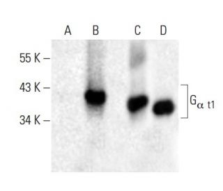 G<sub>α t1</sub> Antibody (F-7) - Western Blotting - Image 398502