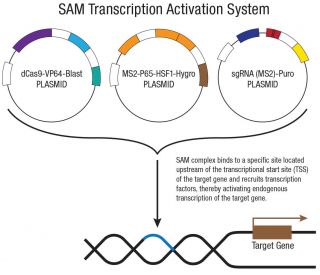 SAM Transcription Activation: SAM system utilizing dCas9-VP64, MS2-P65-HSF1, and sgRNA for precise gene transcription activation.
