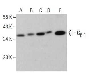 G<sub>β 1</sub> Antibody (F-2) - Western Blotting - Image 379505