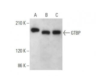 GTBP Antibody (F-1) - Western Blotting - Image 353432 