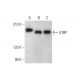 GTBP Antibody (F-1) - Western Blotting - Image 353432 