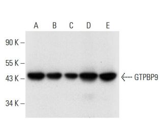 GTPBP9 Antibody (F-10) - Western Blotting - Image 299309 