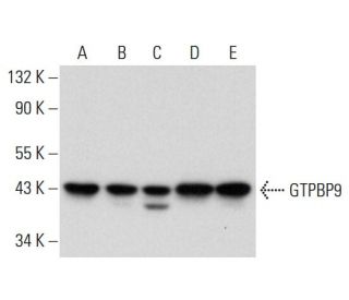 GTPBP9 Antibody (F-7) - Western Blotting - Image 299310 