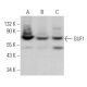 GUF1 Antibody (B-7) - Western Blotting - Image 369898 