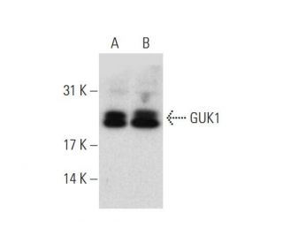 GUK1 Antibody (C-4) - Western Blotting - Image 139672 