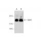 GUK1 Antibody (C-4) - Western Blotting - Image 139672 