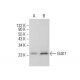 GUK1 Antibody (C-4) - Western Blotting - Image 384365