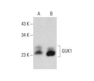 GUK1 Antibody (F-3) - Western Blotting - Image 132865 