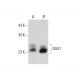 GUK1 Antibody (F-3) - Western Blotting - Image 132865 