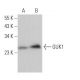 GUK1 Antibody (F-3) - Western Blotting - Image 373497