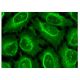 GW182 Antibody (A-8) - Immunofluorescence - Image 282695 