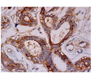 GW182 Antibody (E-1) - Immunohistochemistry - Image 284718 