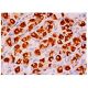 H+/K+ ATPase β Antibody (H-7) - Immunohistochemistry - Image 313920 