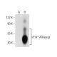 H+/K+ ATPase β Antibody (H-7) - Western Blotting - Image 155411