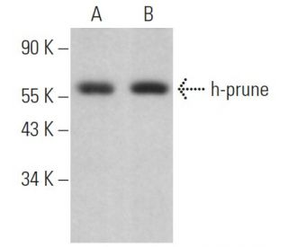 h-prune Antibody (F-5) - Western Blotting - Image 368382
