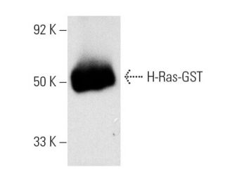 H-Ras Antibody (238) - Western Blotting - Image 4198