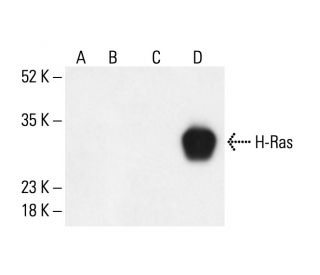 H-Ras Antibody (F235) - Western Blotting - Image 404637 
