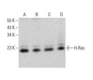 H-Ras Antibody (M90) - Western Blotting - Image 353180 