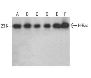 H-Ras Antibody (259) - Western Blotting - Image 352077