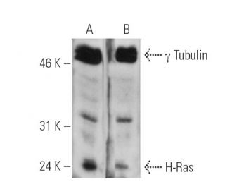 H-Ras siRNA (h): sc-29340. Western blot analysis of H-Ras expression in non-transfected control (A) and H-Ras siRNA transf 