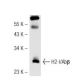 H2-I/Abβ Antibody (25-9-3) - Western Blotting - Image 43006