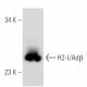 H2-I/Abβ Antibody (5K40) - Western Blotting - Image 43004