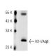 H2-I/Adβ Antibody (5K43) - Western Blotting - Image 43003