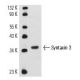 H4 Cell Lysate: sc-2408. Western blot analysis of Syntaxin 3...