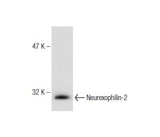 H4 Cell Lysate: sc-2408. Western blot analysis of Neurexophilin-2 expression... 
