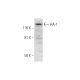 HA-1 Antibody (C-1) - Western Blotting - Image 297841 