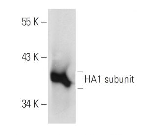 HA-Tag Antibody (4C12) - Western Blotting - Image 58051 